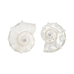 Shell / Natural Shell Conch Earring